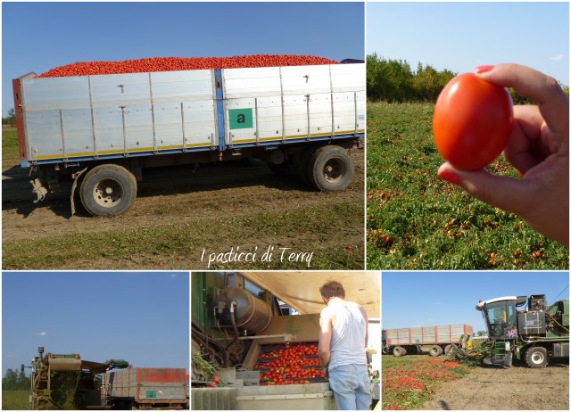 Raccolta dei pomodori Piacenza