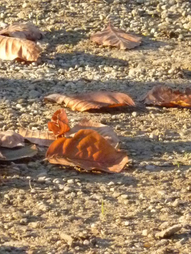 Foglie morte