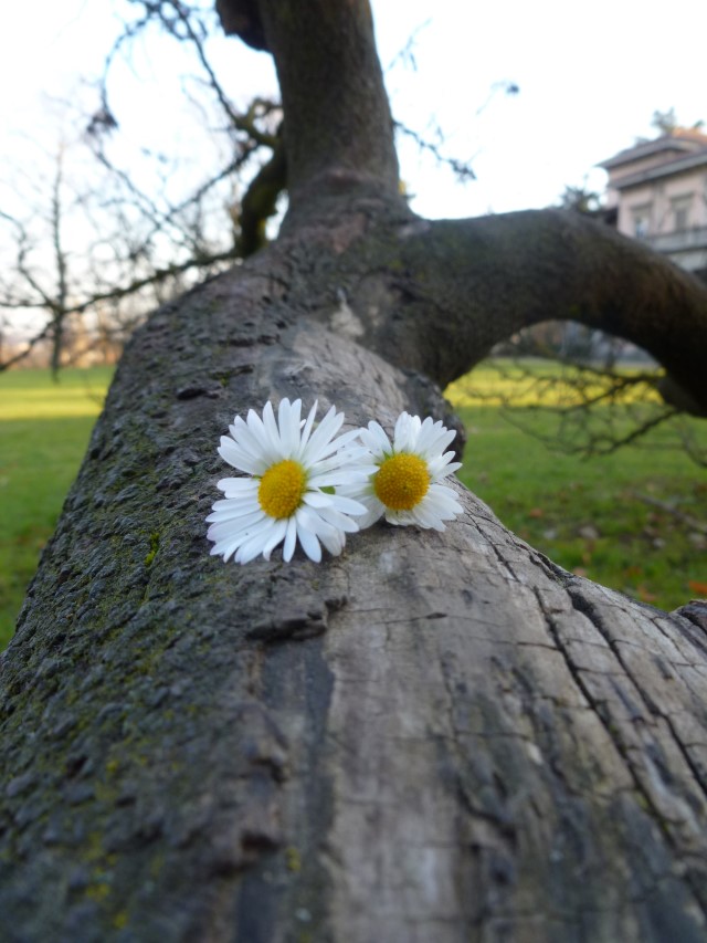 Tronco con margherite