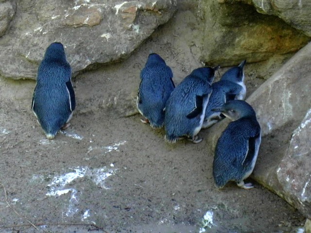 Australia Pinguini nani