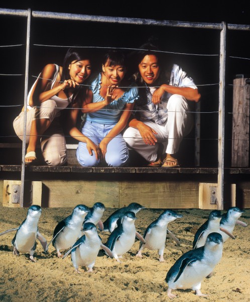 VIC Phillip Island penguins 1