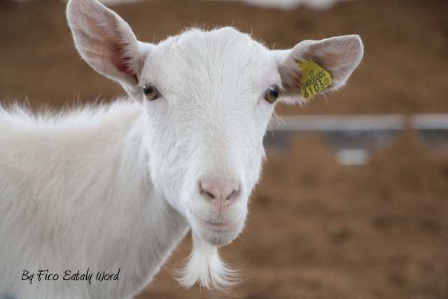 Capra